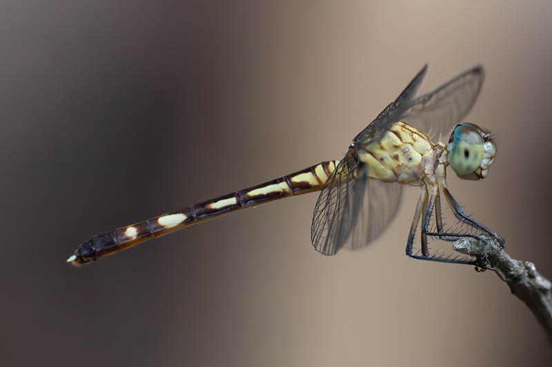 Anatya guttata (Common Blue-eye) female-2.jpg
